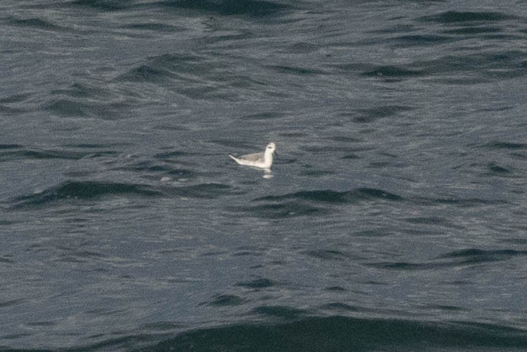 Red Phalarope - ML545252241