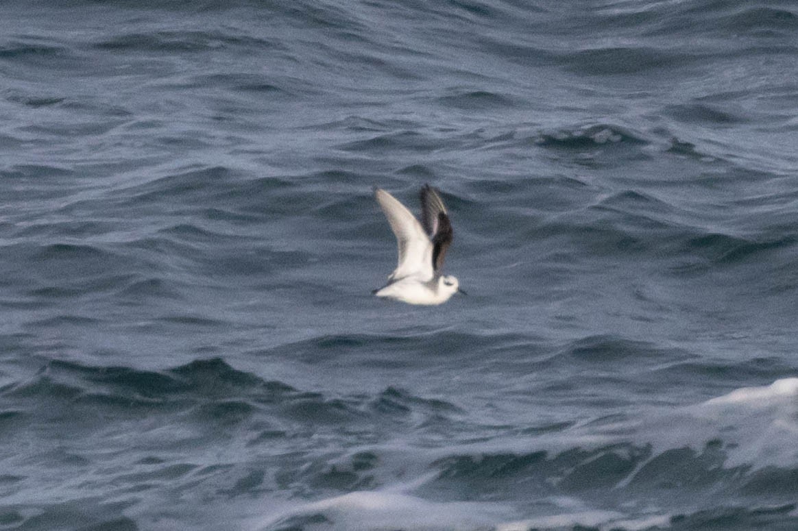 Red Phalarope - ML545252271