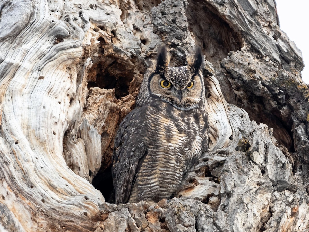 Great Horned Owl - ML545256851