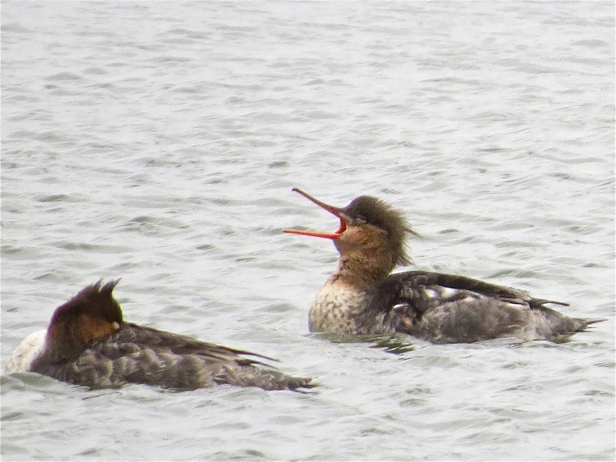 Red-breasted Merganser - ML54525691