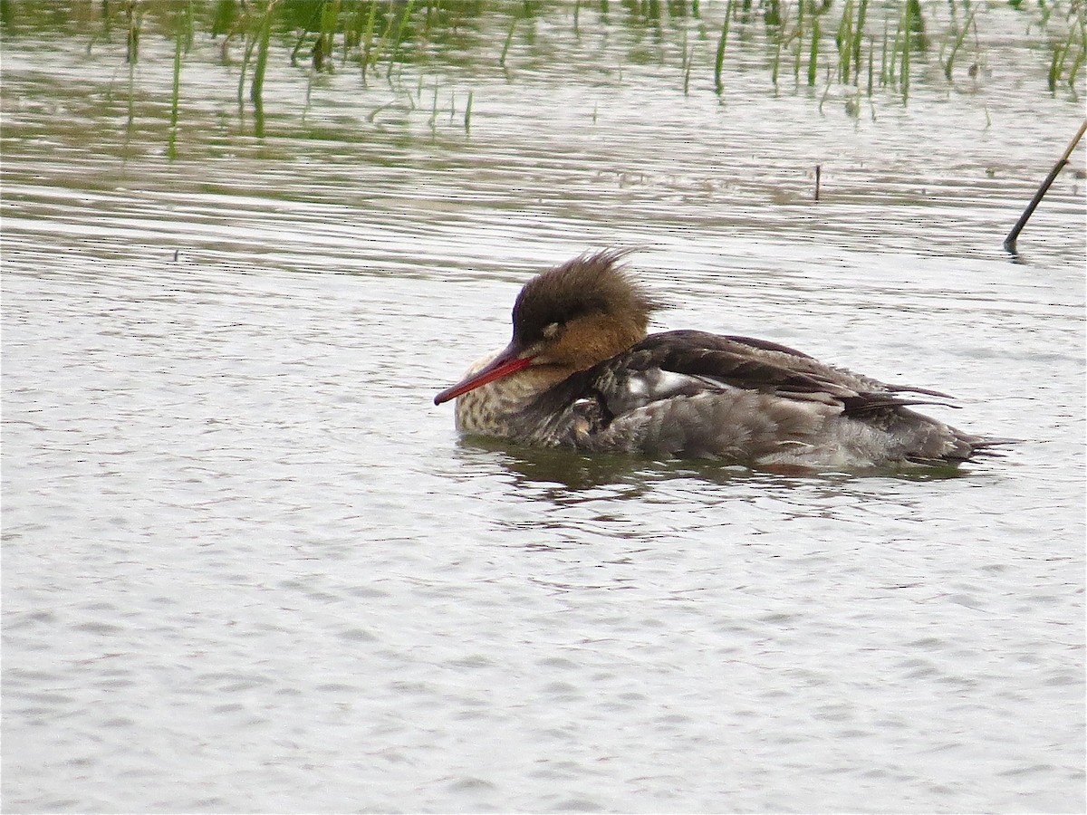 Red-breasted Merganser - ML54525711