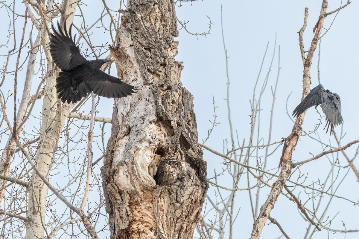 Great Horned Owl - ML545257471