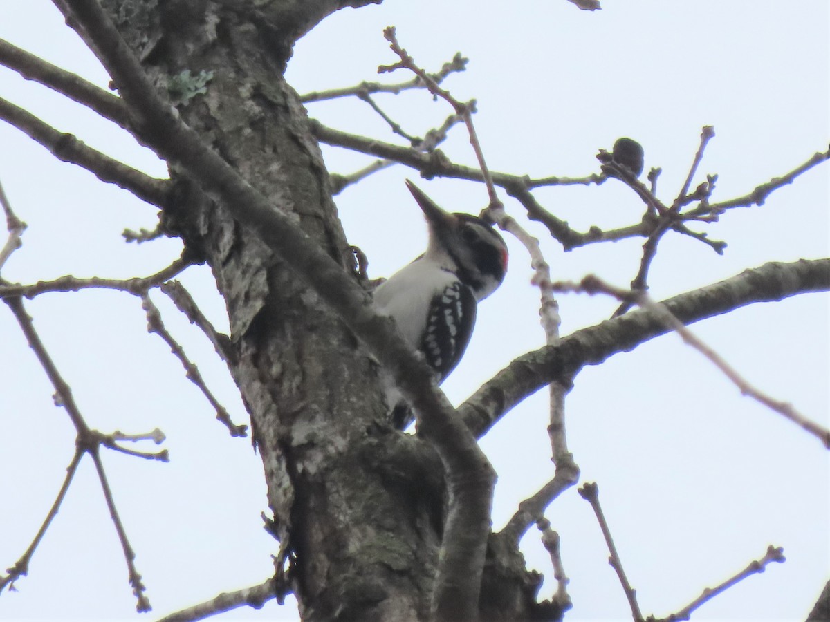 Hairy Woodpecker - ML545257651
