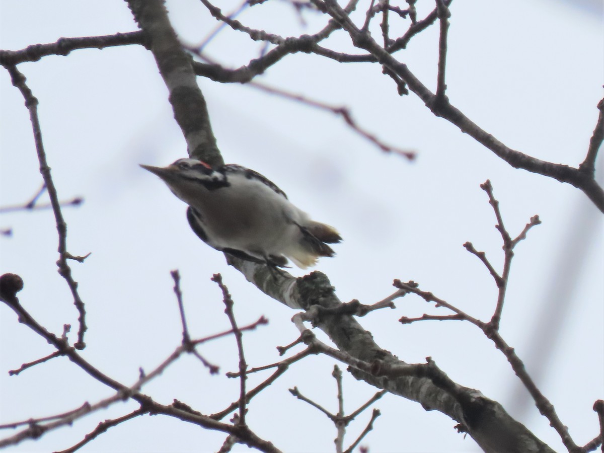Hairy Woodpecker - ML545257661