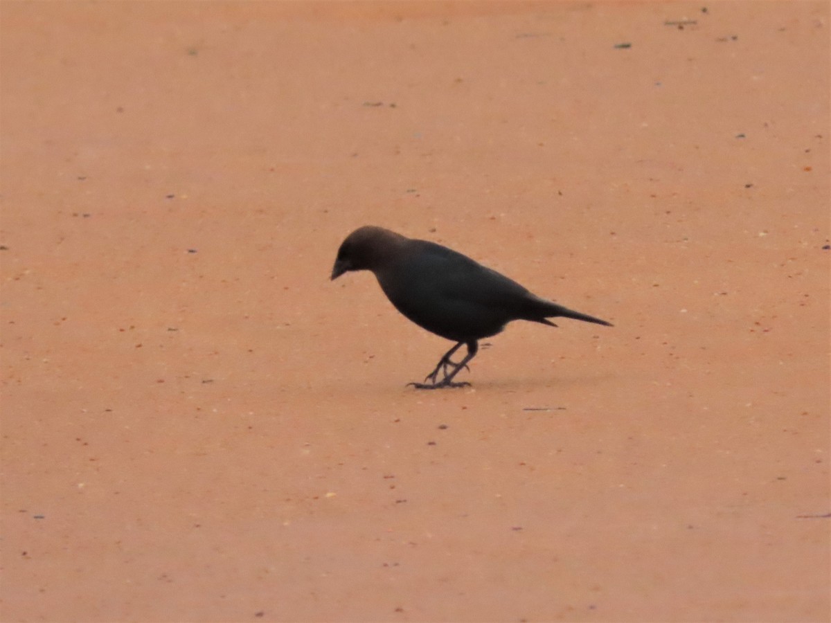 Brown-headed Cowbird - ML545257741