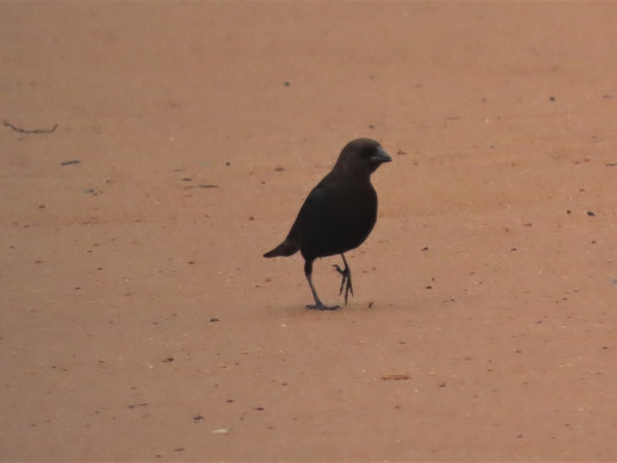 Brown-headed Cowbird - ML545257751