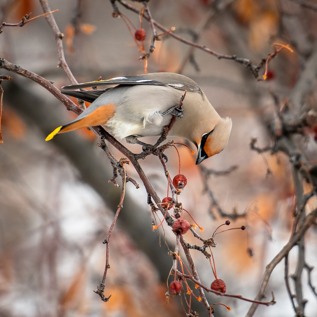 Bohemian Waxwing - ML545257861