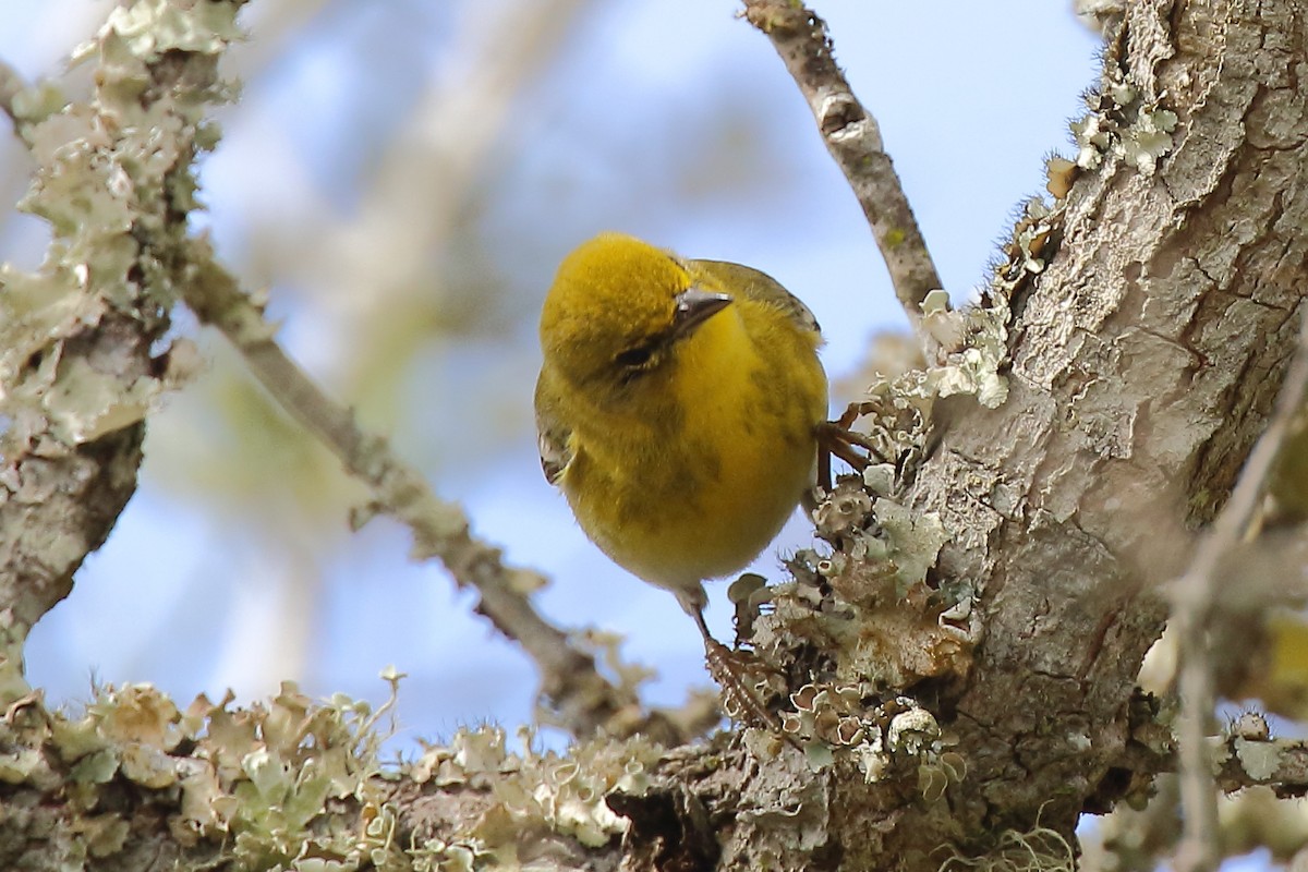 Pine Warbler - ML545257961