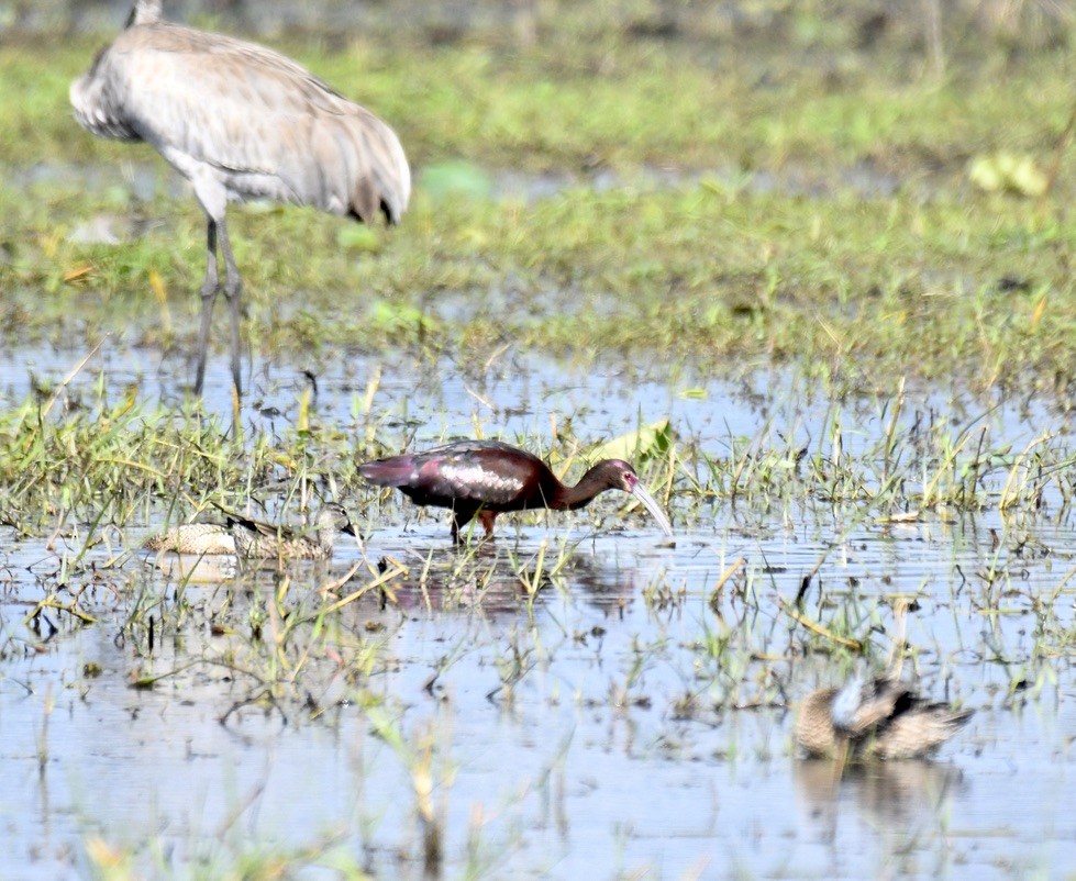 White-faced Ibis - ML545258161