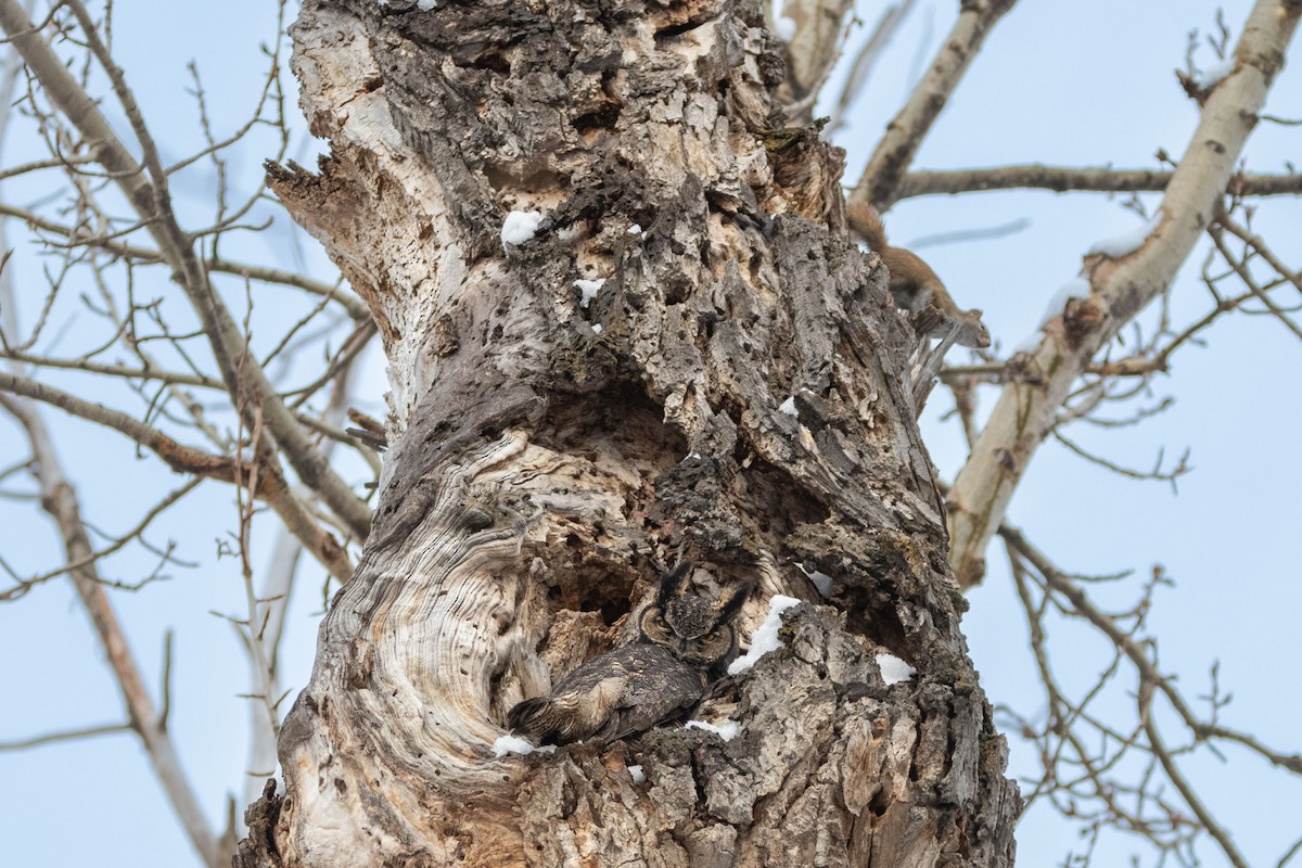 Great Horned Owl - Anne Spiers