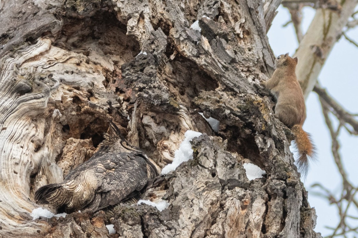 Great Horned Owl - ML545258521