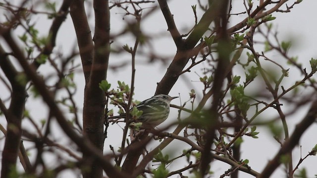 Black-and-white Warbler - ML545259341