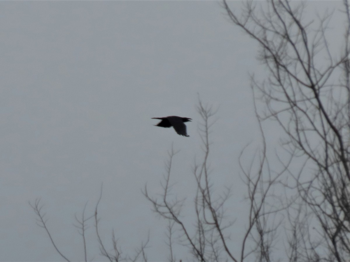Common Raven - ML545263911