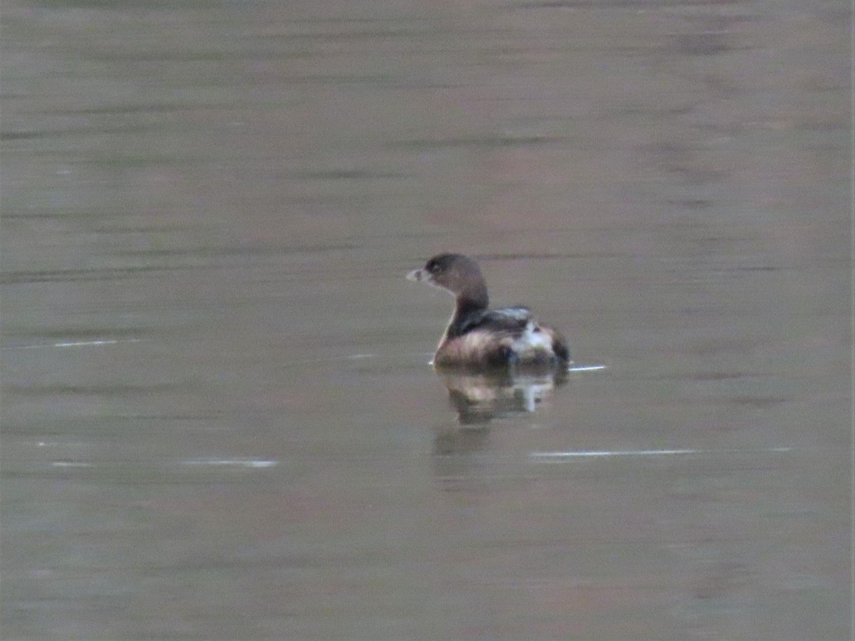 Pied-billed Grebe - ML545264141