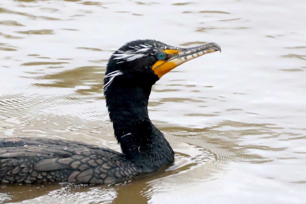 Double-crested Cormorant - ML545264181