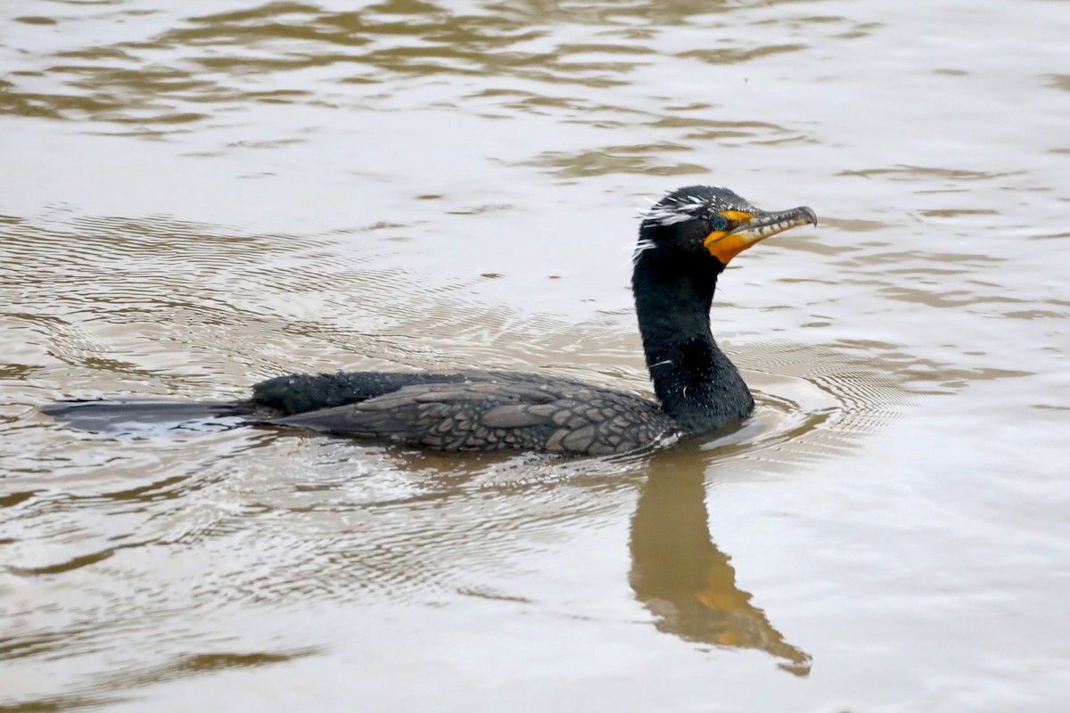 Double-crested Cormorant - ML545264191