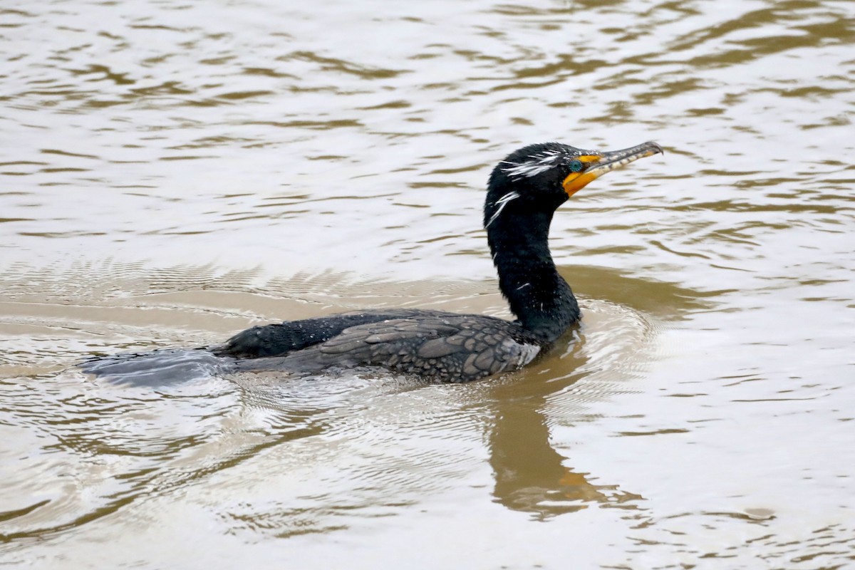 Double-crested Cormorant - ML545264201