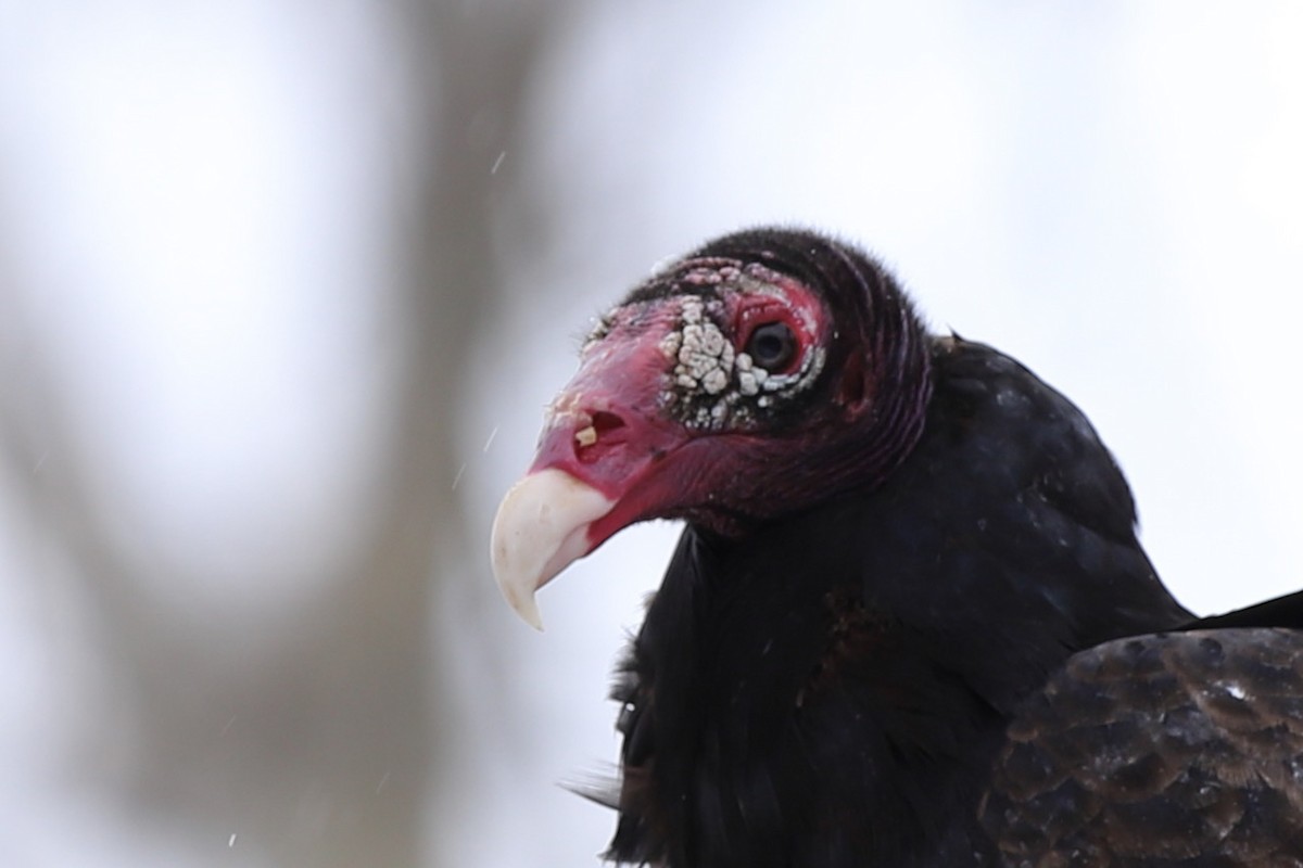 Turkey Vulture - ML545264791