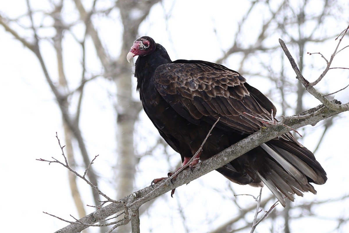 Turkey Vulture - ML545264801