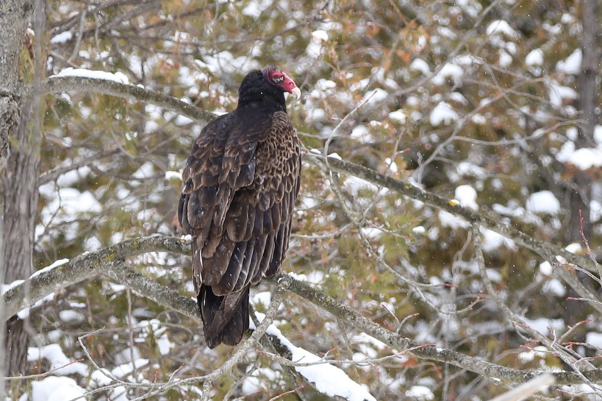 Turkey Vulture - ML545264811