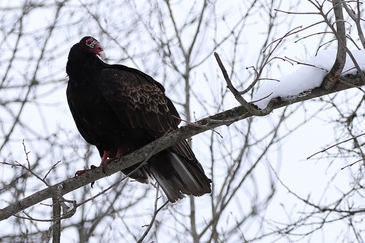 Turkey Vulture - ML545264821