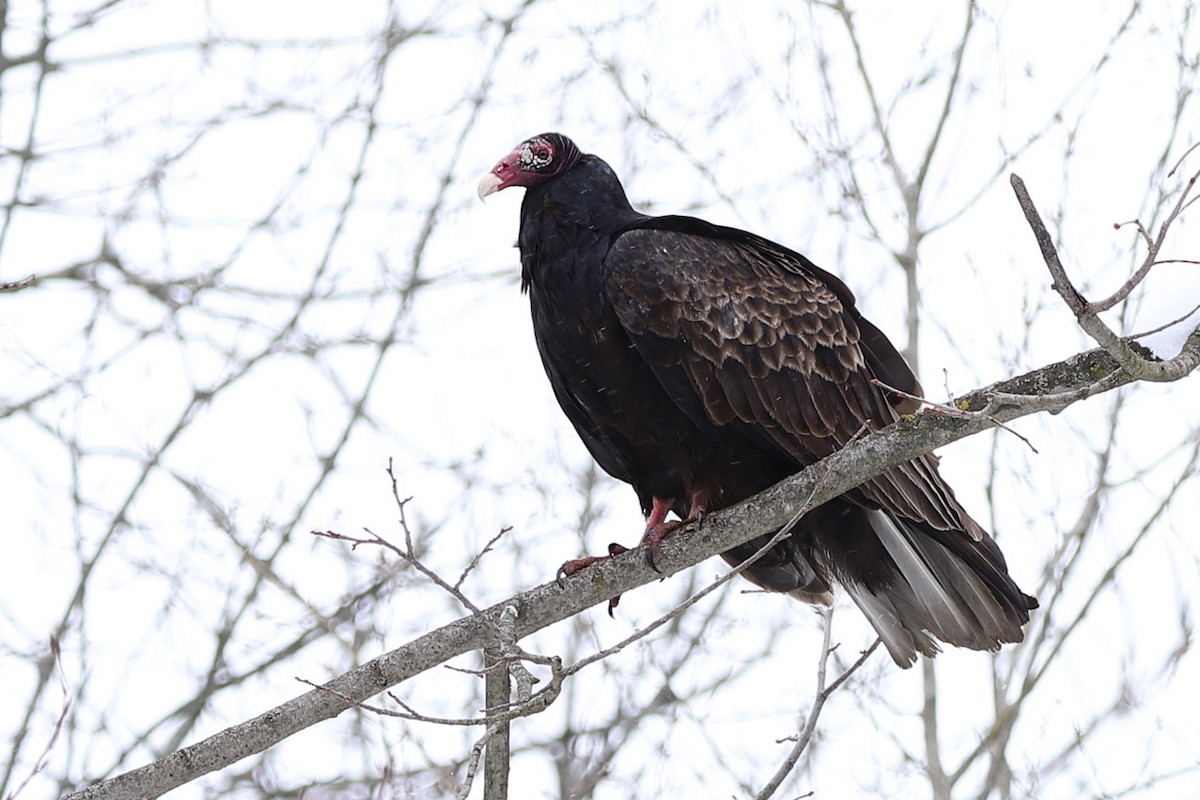 Turkey Vulture - ML545265271
