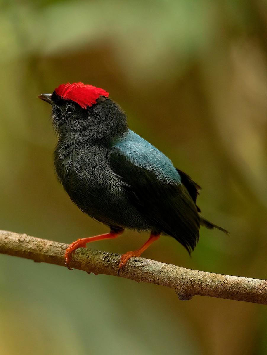 Lance-tailed Manakin - ML545266801