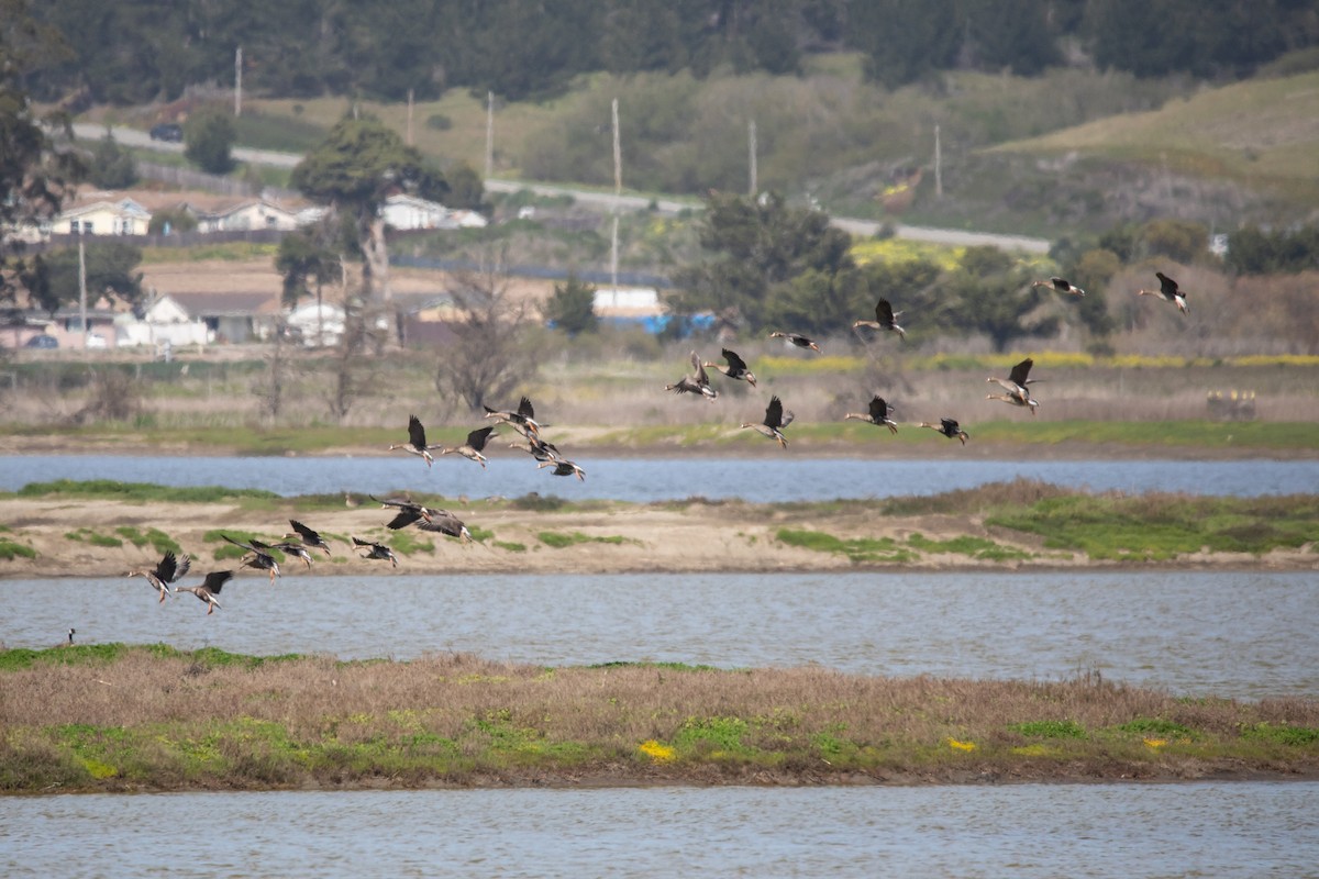 Greater White-fronted Goose - ML545266901