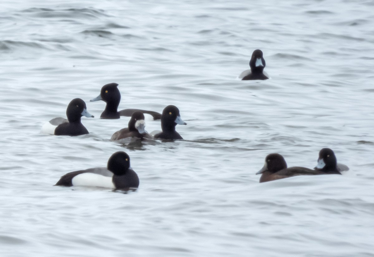 Tufted Duck x Greater Scaup (hybrid) - ML545267501