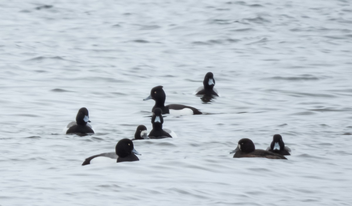 Tufted Duck x Greater Scaup (hybrid) - ML545267511