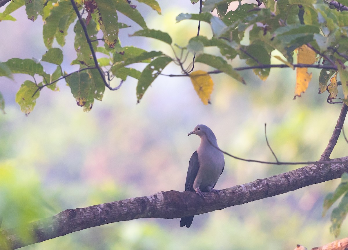 Nicobar Imperial-Pigeon - ML545268401