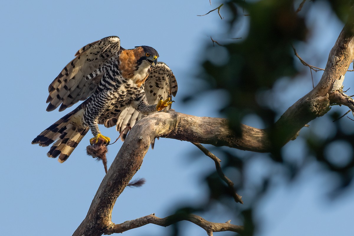 Ornate Hawk-Eagle - ML545269011