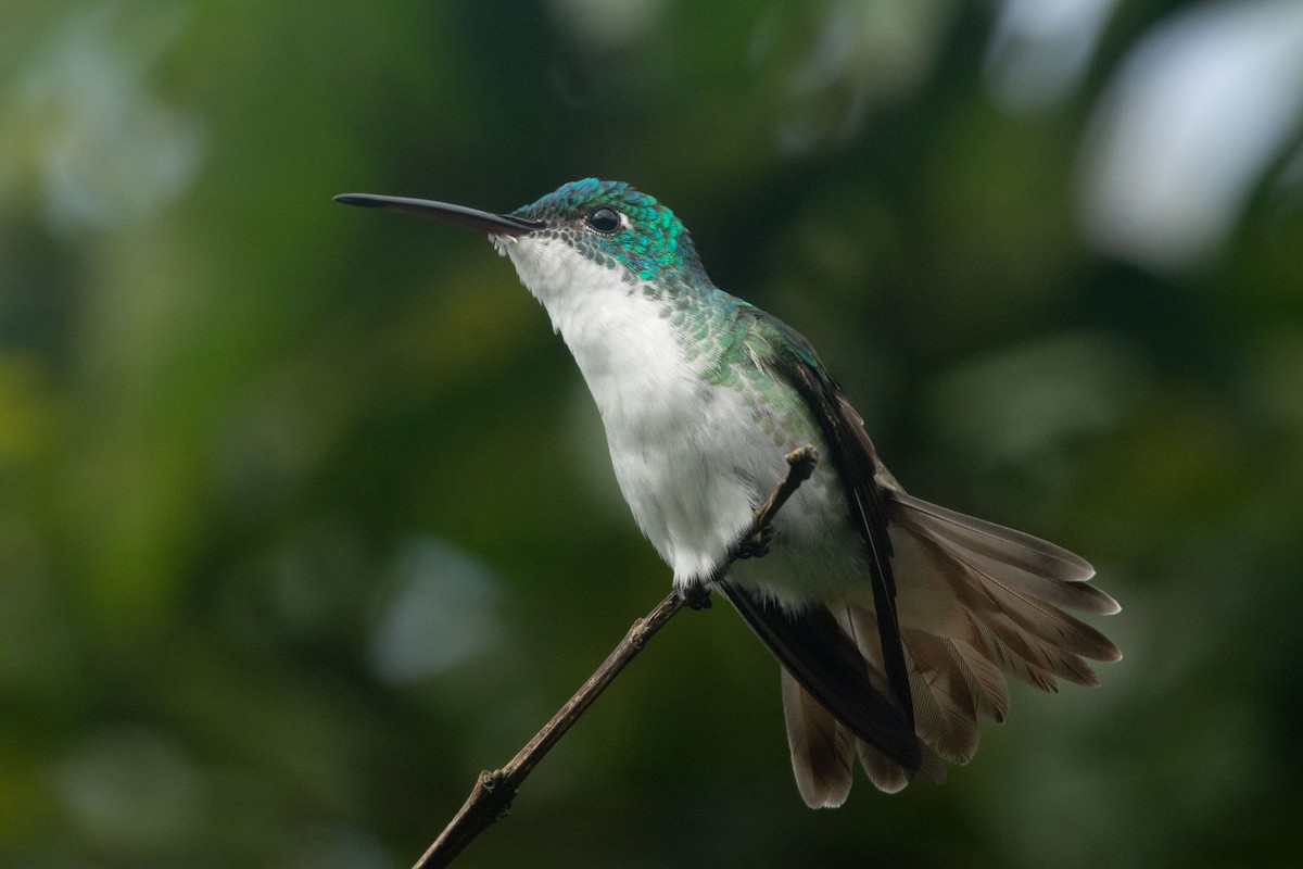 kolibřík andský - ML545269291