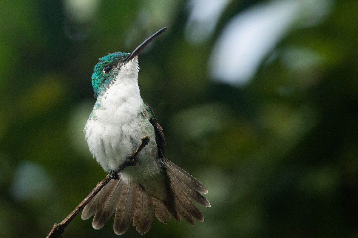 kolibřík andský - ML545269331