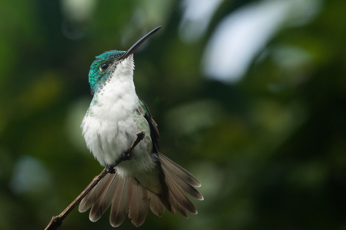 Andean Emerald - ML545269331