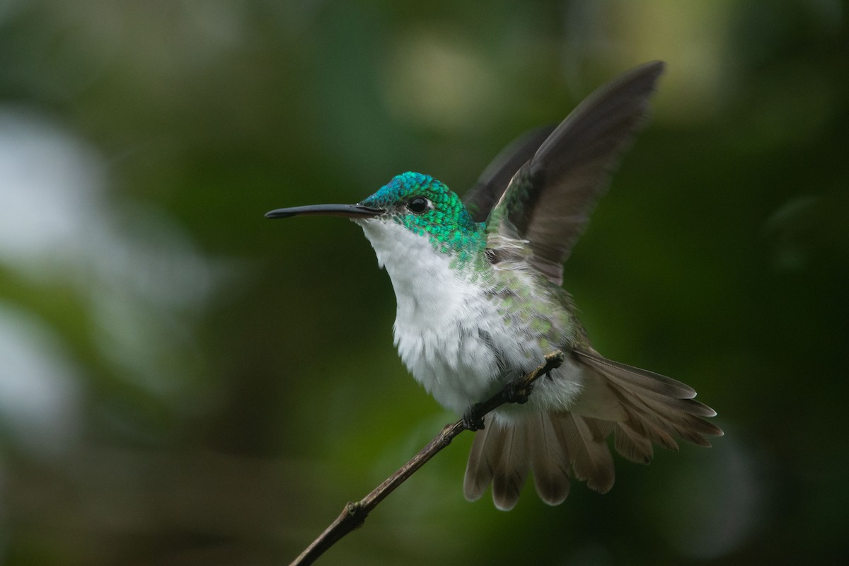 kolibřík andský - ML545269551