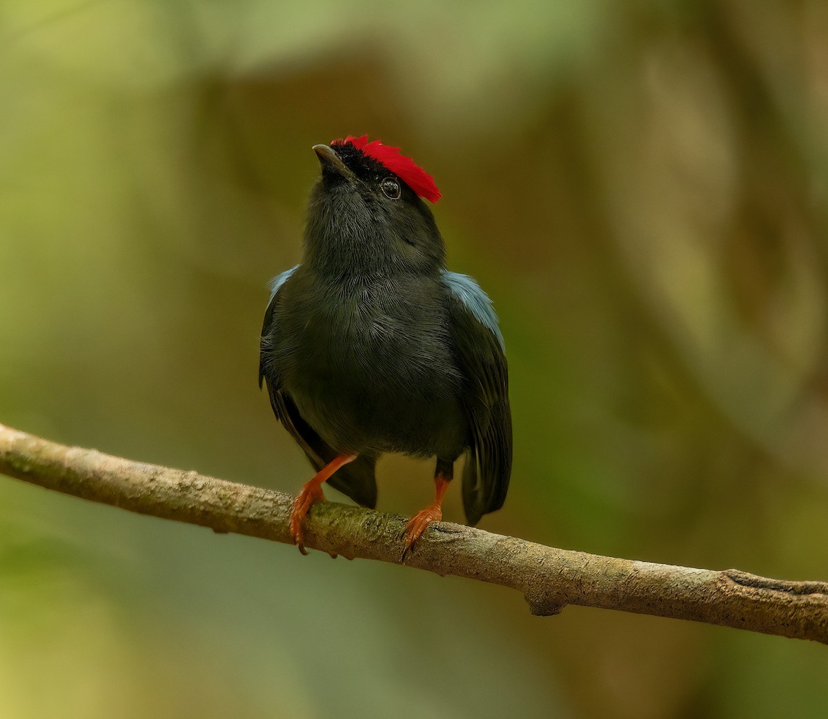 Lance-tailed Manakin - ML545270941