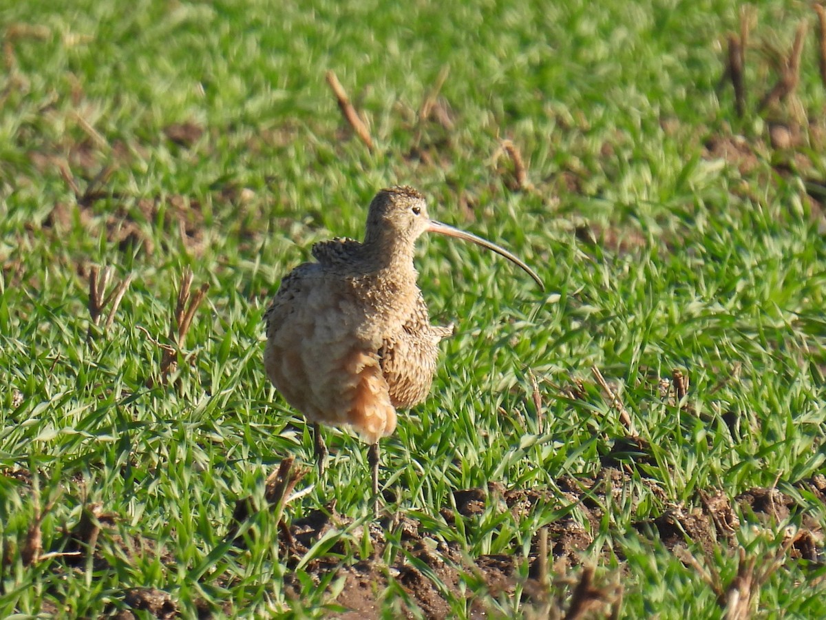 Long-billed Curlew - ML545271401