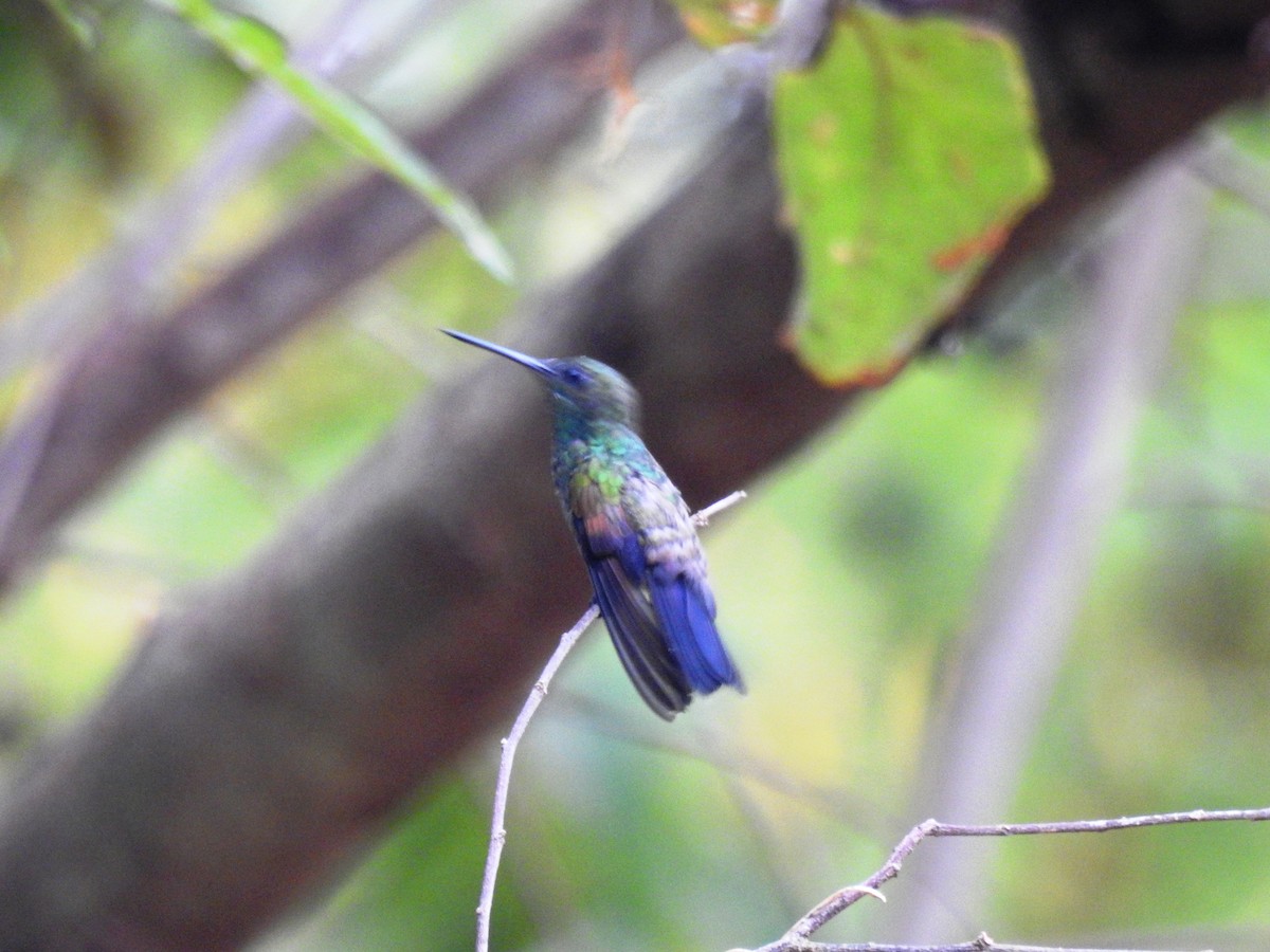 Blue-tailed Hummingbird - ML545272191