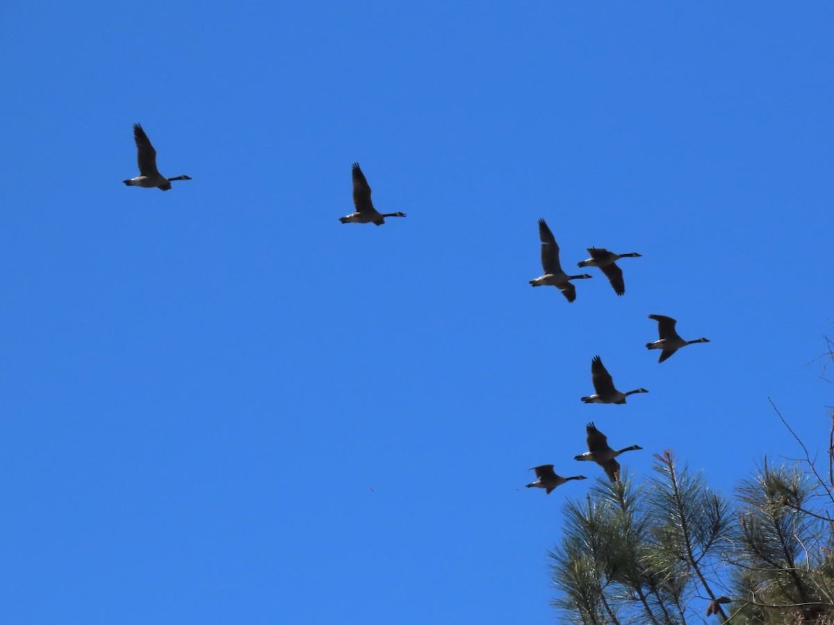 Canada Goose - ML545272241