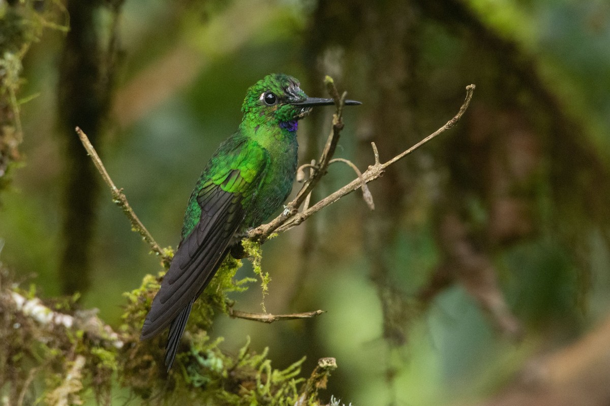 Green-crowned Brilliant - ML545272301