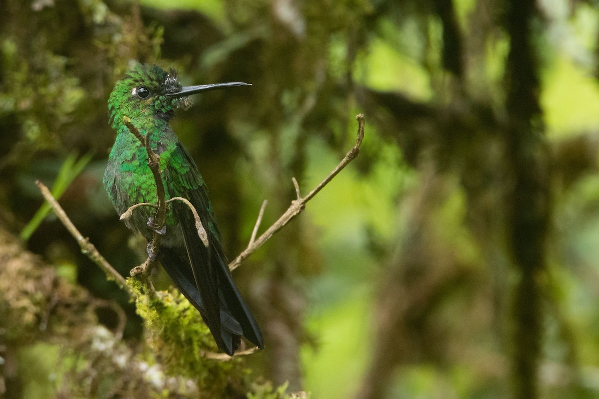 Green-crowned Brilliant - ML545272321