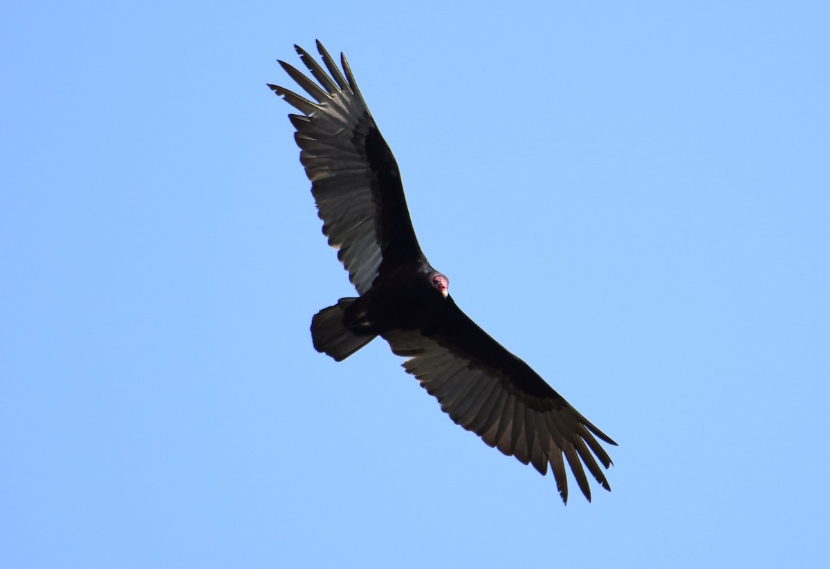 Urubu à tête rouge - ML545272621