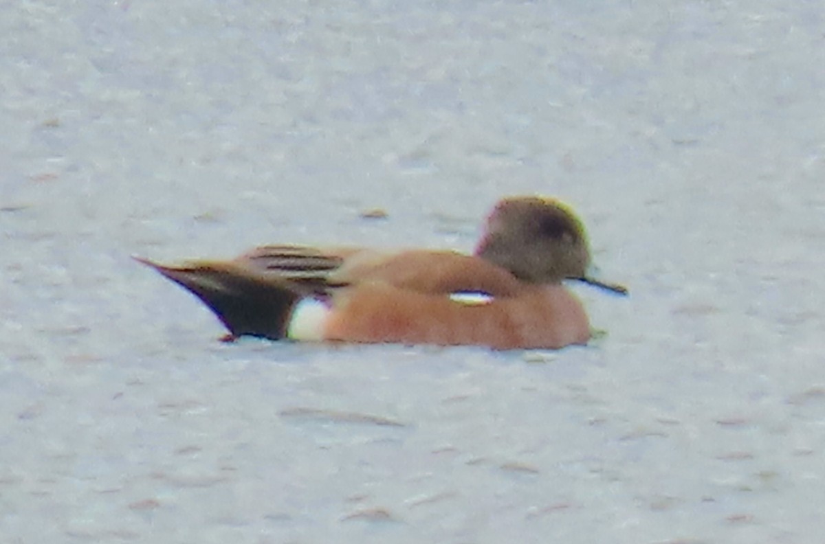 American Wigeon - ML545273291