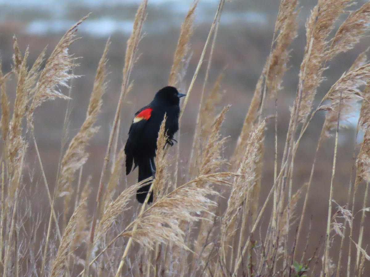 Red-winged Blackbird - Margaret Higbee