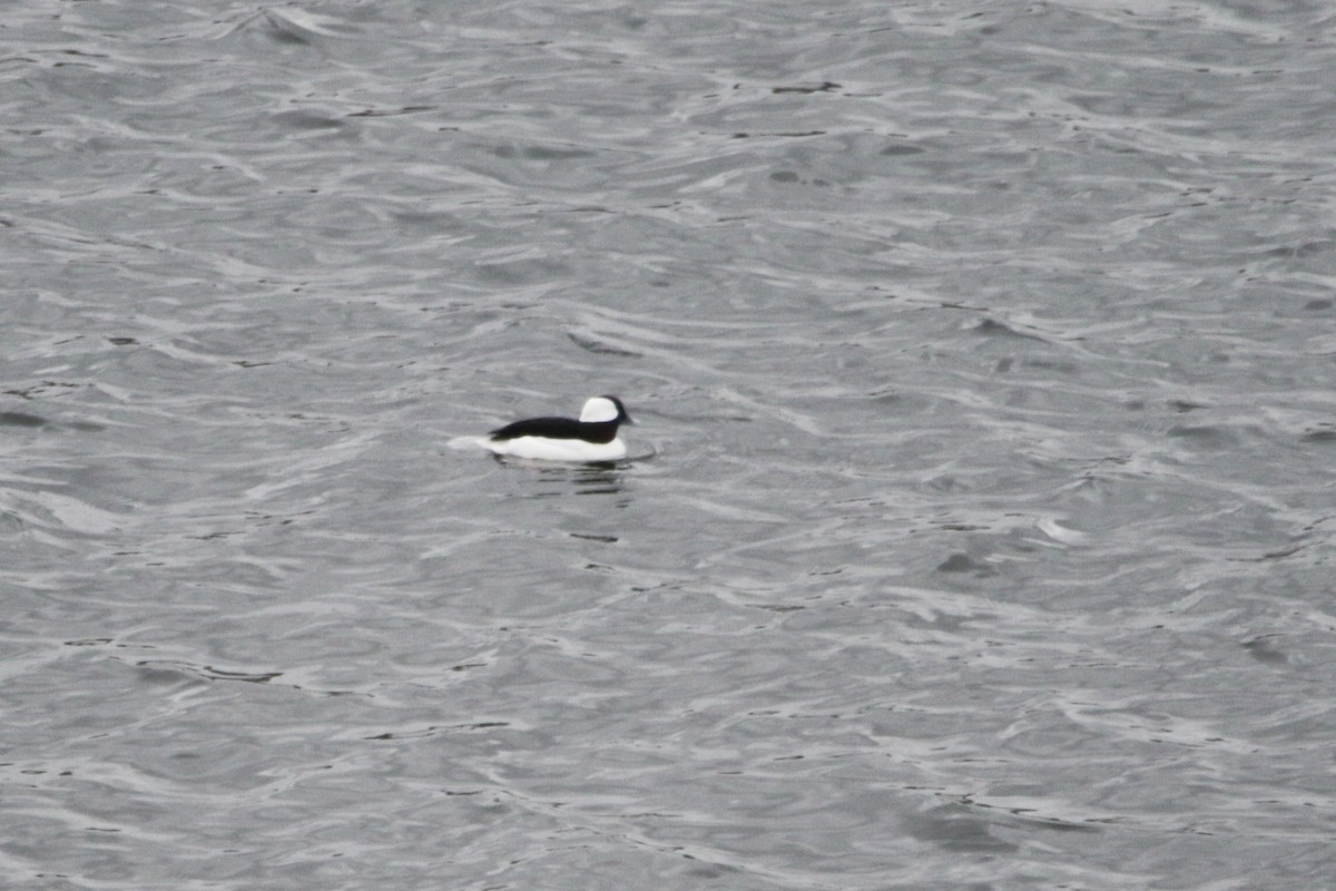 Bufflehead - Zé Edu Camargo