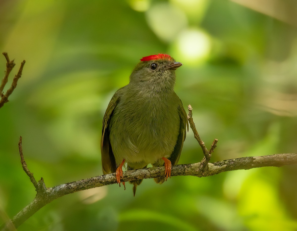 Lance-tailed Manakin - ML545275061