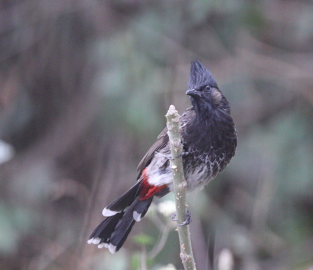 Red-vented Bulbul - ML545275311