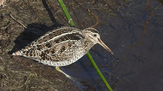 Wilson's Snipe - ML545275721
