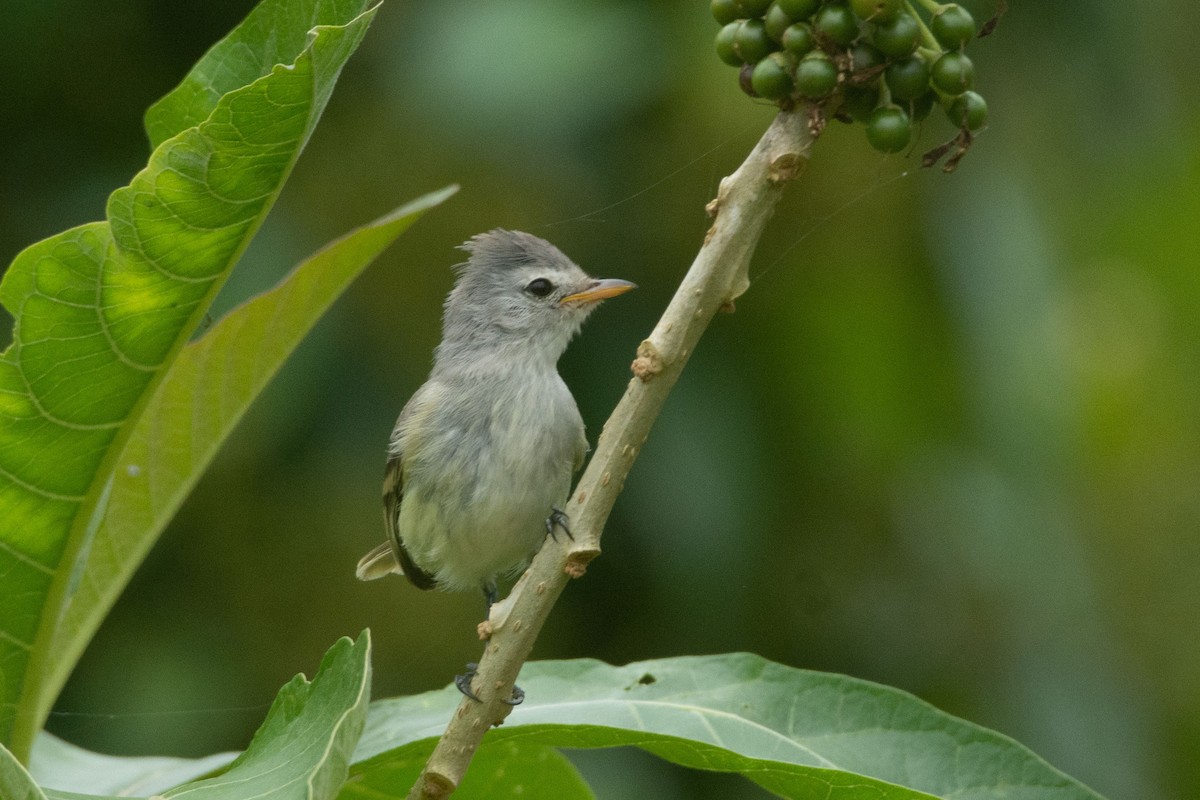 Southern Beardless-Tyrannulet - ML545276261